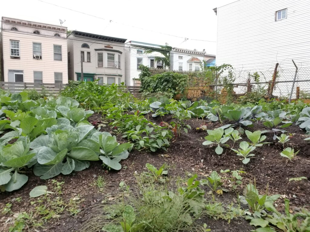 Albany Victory Gardens