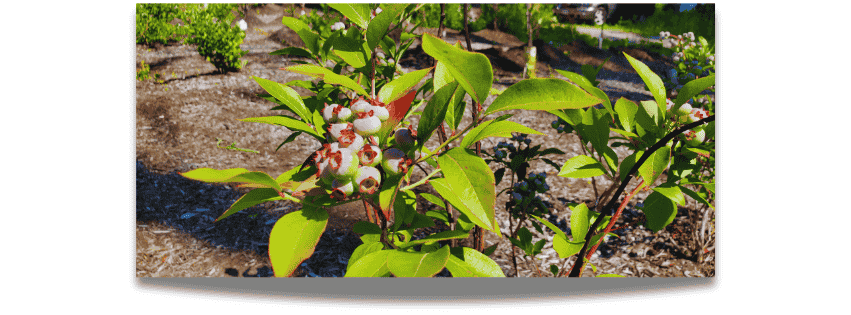 Youth Blueberry Orchard